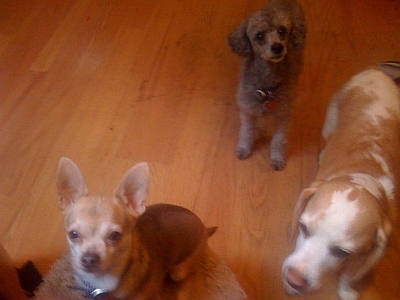Feed Us NOW