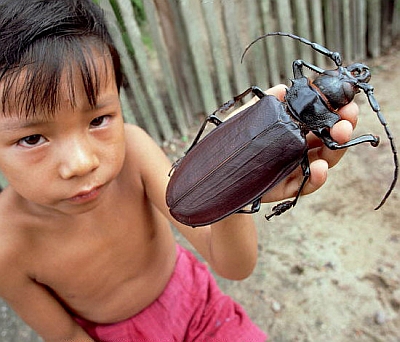 Titanus Giganteus