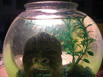 RIP Seamonkeys RIP Seamonkeys