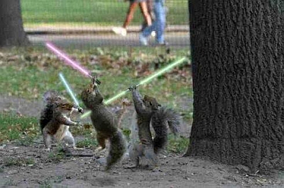 Jedi Squirrels Jedi Squirrels