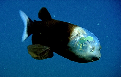 Barreleye Fish Barreleye Fish