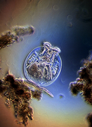 photomicrography photomicrography