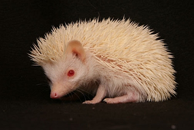 Neb the Hengepig