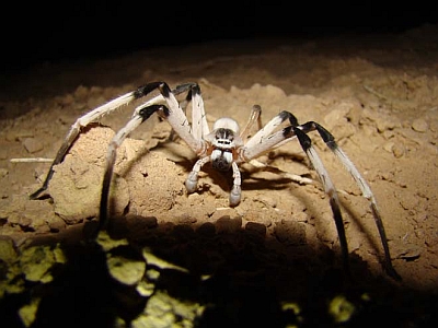 Cerbalus Spider