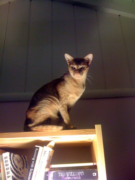 Danger Cat Danger Cat