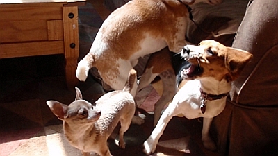 dogs