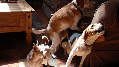 dogs