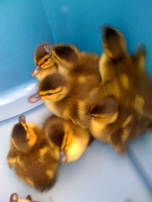 Ducklings