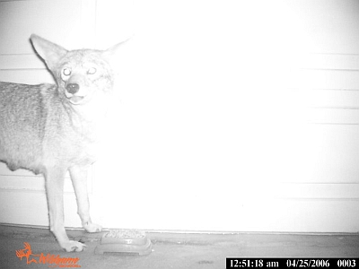 Coyote Visitor