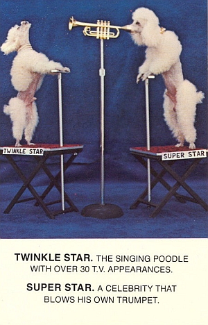 Poodle Stars