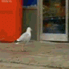 seagull thief