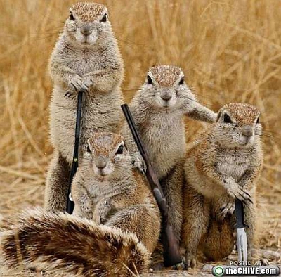 shotgun squirrels
