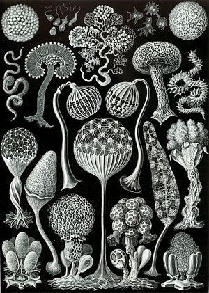 Slime Mold