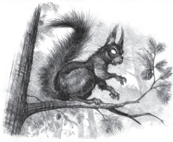 squirrel