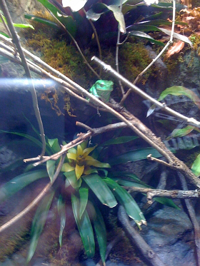 Waxy Frog