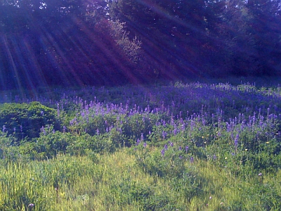 wildflowers