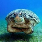 Turtle is not angry