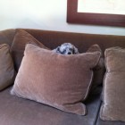 poodle fort